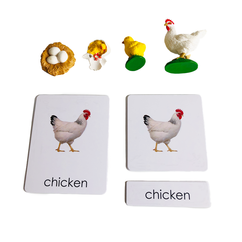 Cartões e modelos de animais d - Kids Education Card avaliação e preço